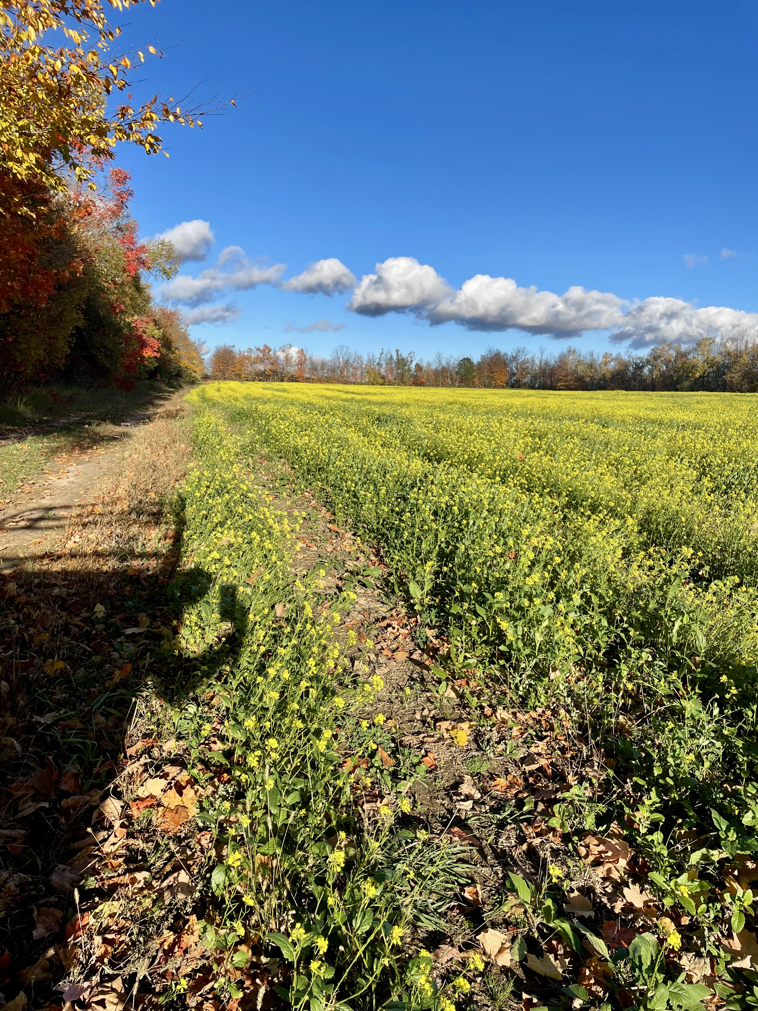 Trail through the fields